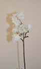 Prunus limoges