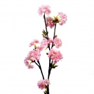 Prunus limoges