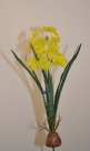 Narcissus chambry