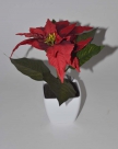 Poinsettia cully w.p