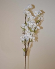 Malus fabienne