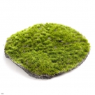 Moss circle