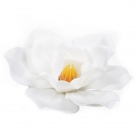 Magnolia head