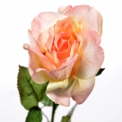 Rose x1 medium