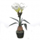Amaryllis in mud