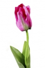 Tulip x1