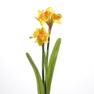 Daffodil