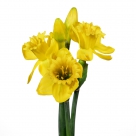 Daffodil bundle