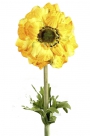 Anemone