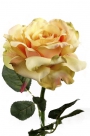 Rose x1