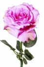 Rose x1