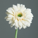 Gerbera