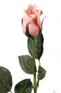 Rose bud