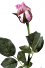 Rose bud