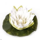 Lotus floating