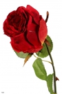 Rose x1