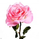 Rose bogota