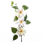 Clematis branch