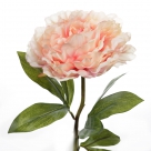 Peony spray