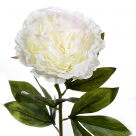 Peony spray