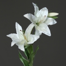 Lilium spray x2