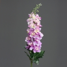 Delphinium