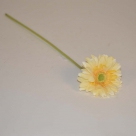 Gerbera