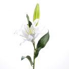 Lily w. bud x1
