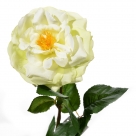 English rose