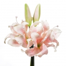Lilium bundle x3