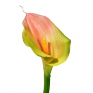 Calla x1