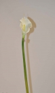Calla x1