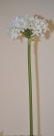 Allium spray gigant