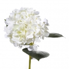 Hortensia x1