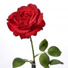 Rose x1