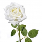 Rose x1
