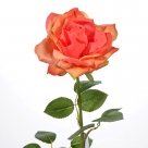 Rose x1