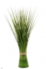 Isolepsis bush