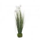 Dandelion in grass