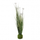 Dandelion in grass