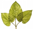 Anthurium x3