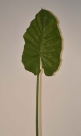 Taro leaf