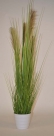 Grass ass. in pot