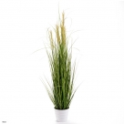 Grass ass. in pot