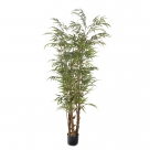 Buddha bamboo