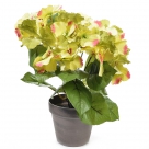 Hydrangea