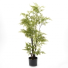 Fern in pot