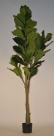 Fiddle tree in pot