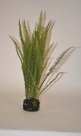 Fern in mud