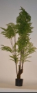 Fern in pot